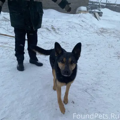 В 4 саду найдена собака, фенот...
