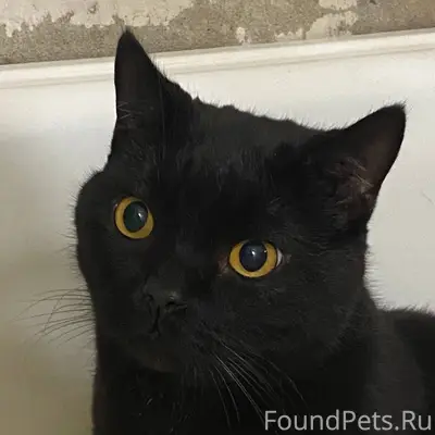 Найден Кот в районе Северный Ж...