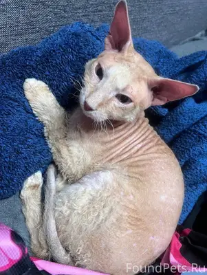 ❗️ПОТЕРЯЛСЯ КОТ ❗️ Рыжий с шра...