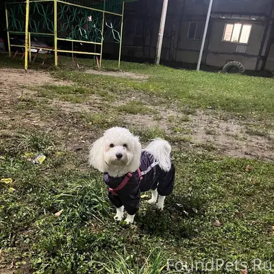 Вознаграждение 50 тысяч! Потер...