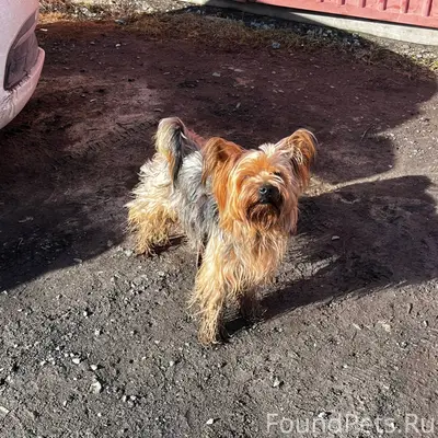 Друзья, в районе селозавода по...