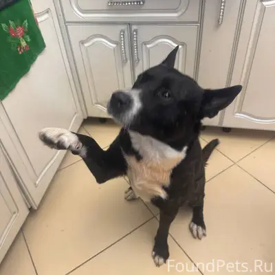 Потерялся пёс. Сорвался. Пожал...