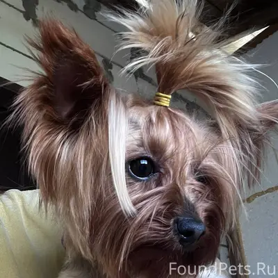 Убежала собака мини Йорк,прось...