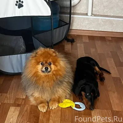 Потерялась собака Шпиц Кличка ...