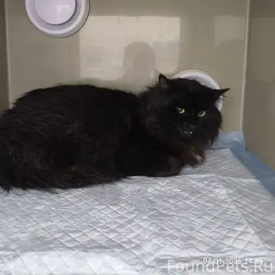 Керчь! Капканы! Найден очень к...