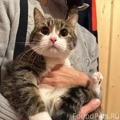 Найдена кошка в переноске на м...