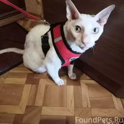 Здравствуйте.пропал кот в райо...