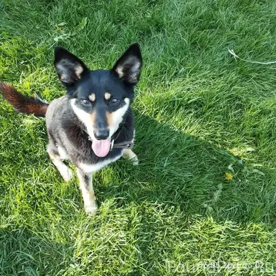 Продолжаем поиск , нашей собак...