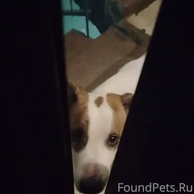 Срочно. ❗ Кто потерял собаку? ...