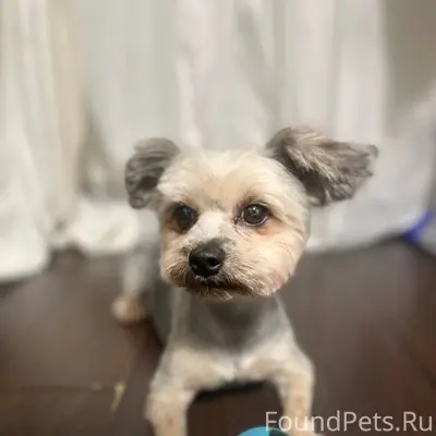 Добрый день! Потерялась собака...