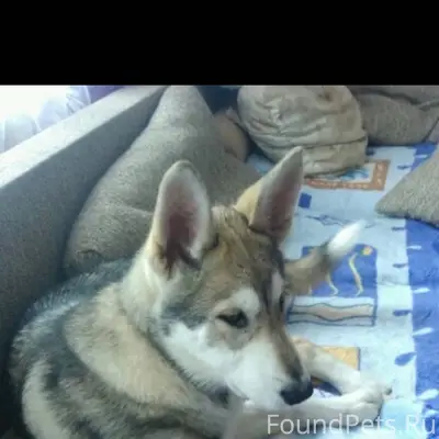 Потерялась собака!! с Петровск...