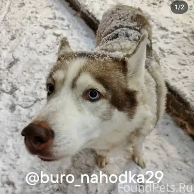 Найдена хаски! 10 дней собака ...