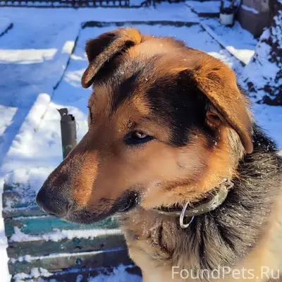 Пропала собака в районе Раздол...