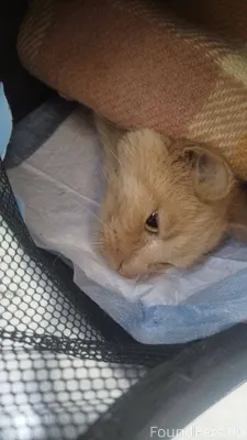 SOS!!! SOS!!! SOS!!! Кот. найд...