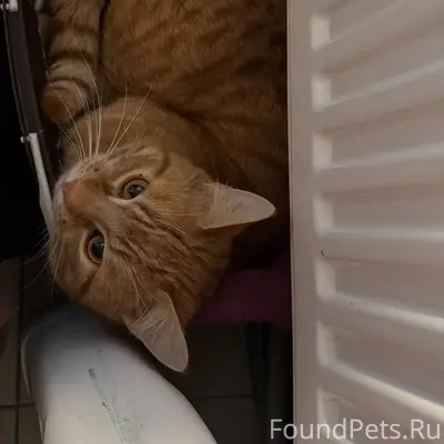 Пропал кот ориентировочно неде...