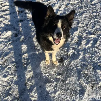 3 января пропал пёс зовут Пира...