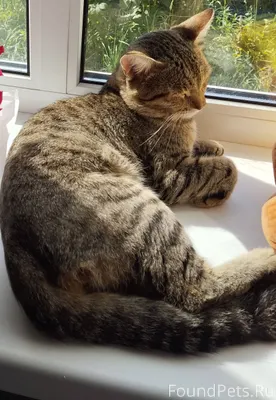 Пропал кот, в старой части Кую...