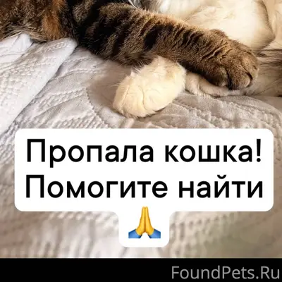 🆘Пропала кошка в районе ул. Бе...