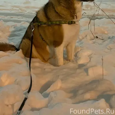 Потерялась собака‼️ Сегодня в ...