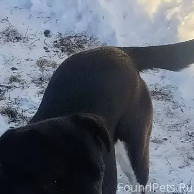 Потерялась собака, район перво...
