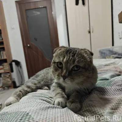 Найден кот в районе швейной фи...