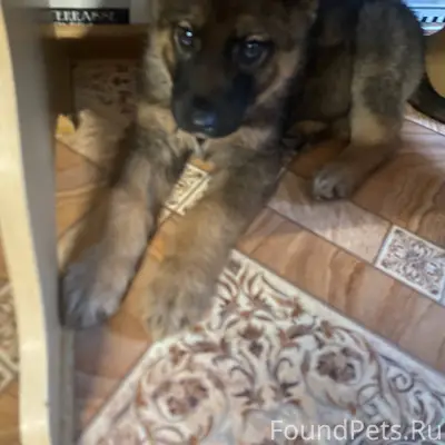 Добрый день, вчера на территор...