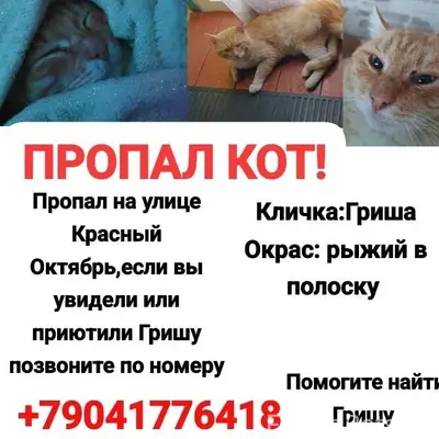 Пропал кот на улице красный ок...