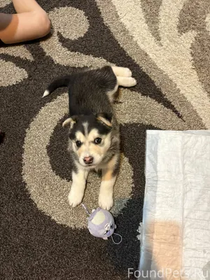 Добрый день. Отдам собаку, был...