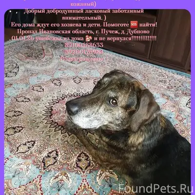 Пропала собака!!!!!! Зовут Цез...