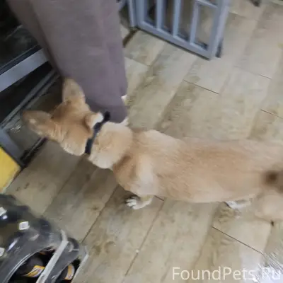 Кто потерял собаку, в жигулевс...