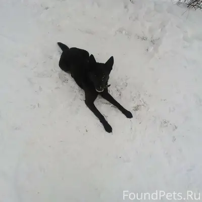 Хозяин найдись! Раннее выклады...