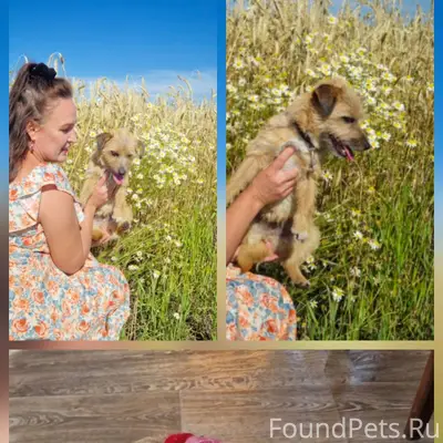 Потерялась собака девочка Жуля...