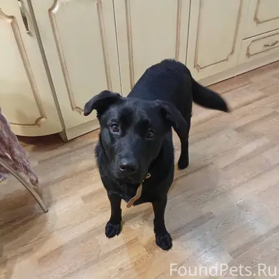 Пропал пёс по кличке Арчи. Вче...