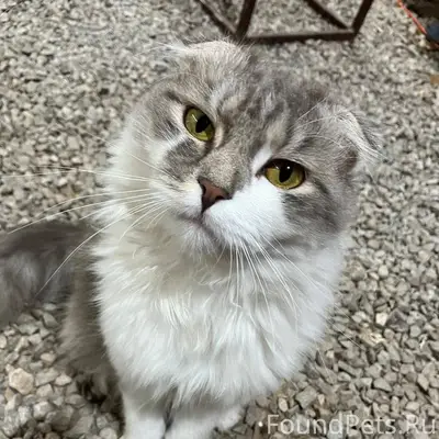 Пропал кот 02.01.2026 г...