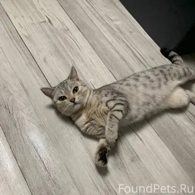 Найдена кошка в районе садика ...