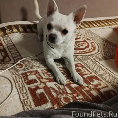 Убежала собака с синим поводко...