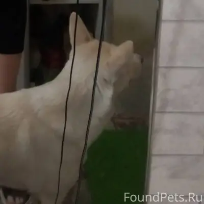 ВОЗНАГРАЖДЕНИЕ!Пропала собака ...