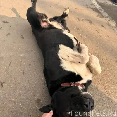 #домодедовопотеряшки#подольскп...