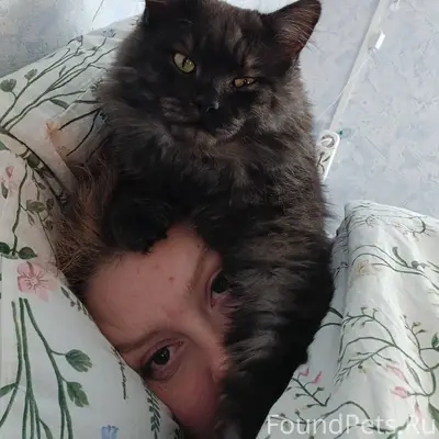 Пропал кот, крупный и пушистый...