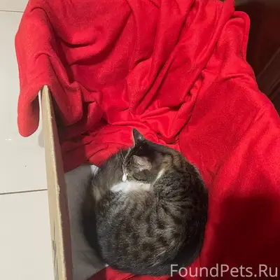 Добрый вечер. Вчера была найде...