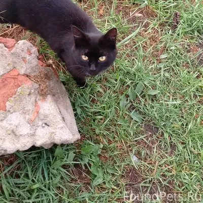Пропал кот зовут Мурзик если к...