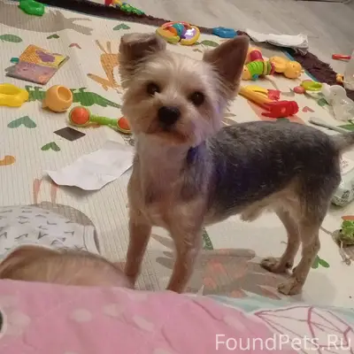 Потерялась собака Йорк район а...