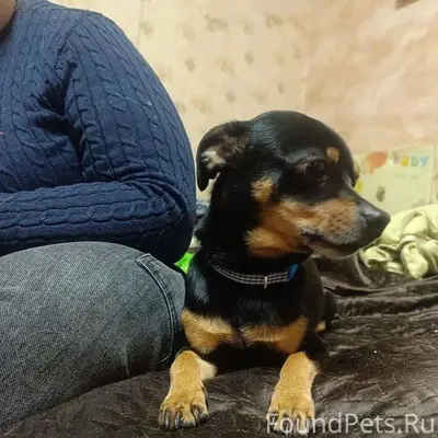 Найден пёс. Город Оренбург, пр...