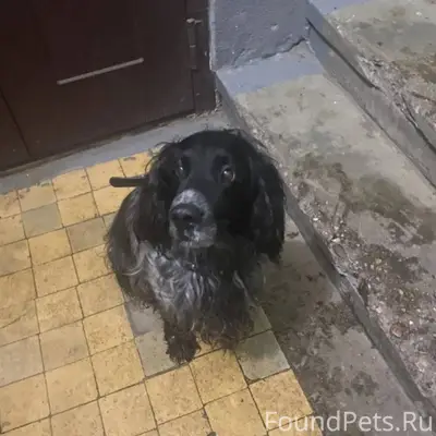 Чья Собака?!!!Кто потерял????б...