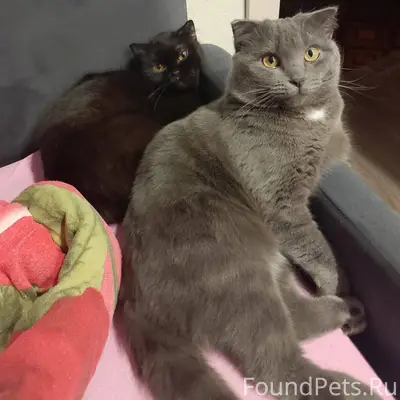 Пропала кошка, чёрная. Домашня...