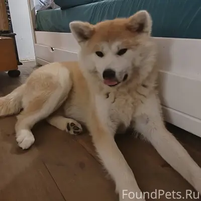 04.01.2025 около оз. Свирь...