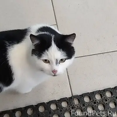 ****** Пропал кот кличка Гоня❤...