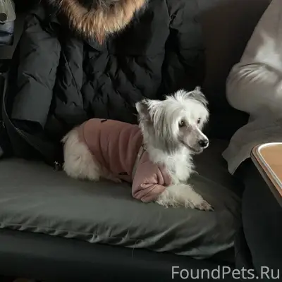 ‼️‼️ПРОПАЛА СОБАКА КОЗЛОВА 9 А...