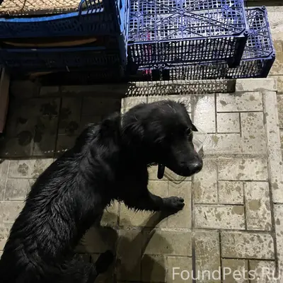 Всем привет) Бегает пес на ост...