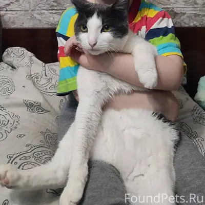 Пропал кот 2 января вечером. Г...